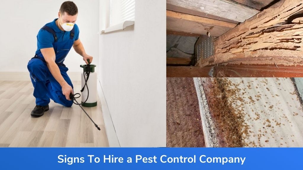 Signs To Hire a Pest Control Company